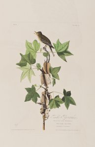Illustrazione da 