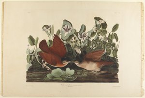  da John James Audubon