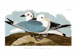 Gabbiano tridattilo da John James Audubon