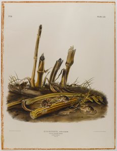 Topo da raccolto