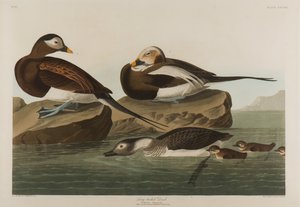 Anatra dalla coda lunga, 1836 da John James Audubon