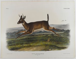 Cervo dalla coda lunga, 1847
