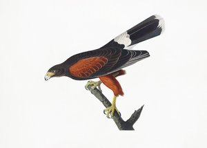  da John James Audubon