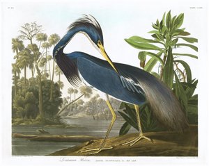 Airone della Louisiana, 1834