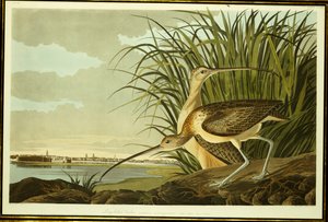 Chiurlo maschio e femmina da John James Audubon