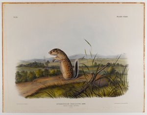Marmotta scoiattolo messicana da John James Audubon