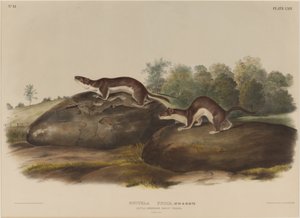 Mustella Fusca da John James Audubon