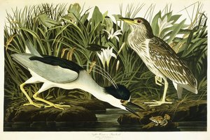 Airone notturno o uccello Lua da John James Audubon
