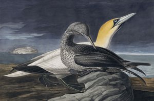 Sula bassana, Morus Bassanus, da 
