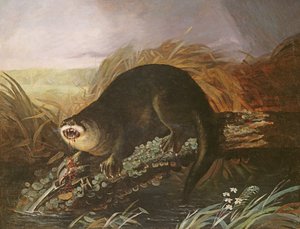 Lontra catturata in una trappola