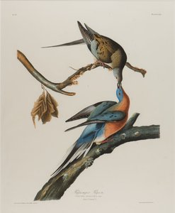 Piccione migratore, 1827-1838 da John James Audubon