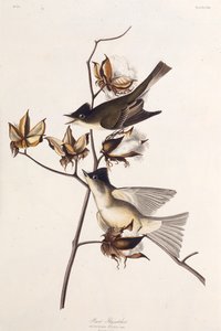 Pewit Flycatcher. Da The Birds of America, 1827-1838 da John James Audubon