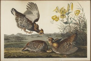  da John James Audubon