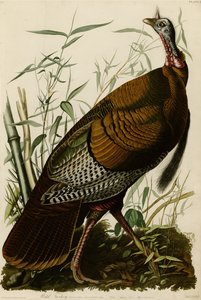 Tavola 1 di Uccelli d