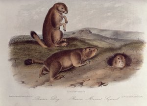 Cane della prateria da 