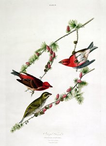 Fringuello purpureo, da 