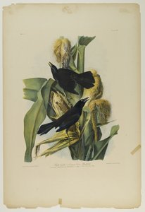 Grackle viola o merlo comune, stampato da Julien Bien e pubblicato da Roe Lockwood & Son, 1861