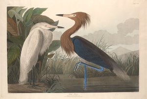 Airone Porpora, 1835 da John James Audubon