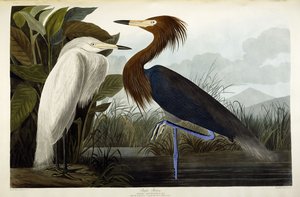 Airone rosso da John James Audubon