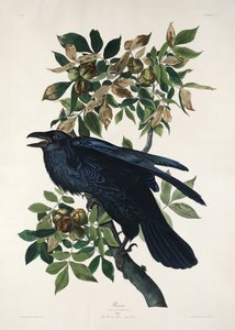  da John James Audubon