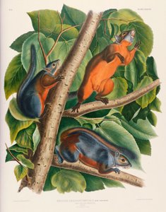 Scoiattolo dal ventre rosso da John James Audubon