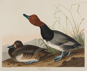 Anatra testarosso, 1836