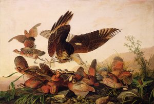 Falco spalla rossa che attacca pernici Bobwhite, 1827