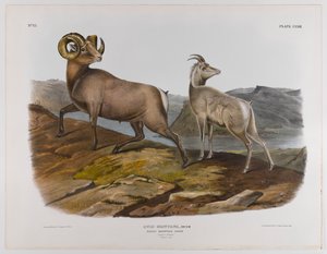 Pecora delle Montagne Rocciose, 1845