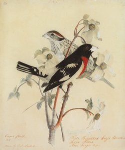 Grosbeak dal Petto Rosa, 1938 da John James Audubon