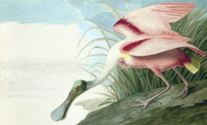 Spatola rosata, Platalea Ajaja, da "Gli uccelli d