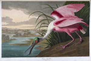 Spatola rosata. Maschio adulto da John James Audubon