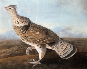 Oca arruffata, c.1812