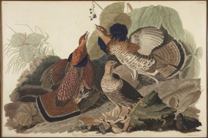 Gallo cedrone dal collare da John James Audubon