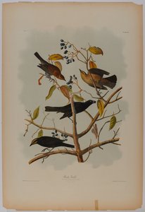 Grackle arrugginito da John James Audubon