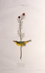 Selbys Fly Catcher. Da The Birds of America, 1827-1838 da John James Audubon