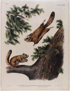 Scoiattolo volante del fiume Severn (sinistra) e scoiattolo volante delle Montagne Rocciose (destra) da John James Audubon