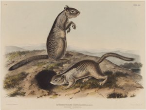 Spermophilus Douglassii (Due Scoiattoli di Douglas) da John James Audubon