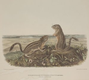 Spermophilus Tridecemlineatus (Due Scoiattoli Leopardo) da John James Audubon