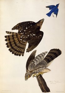 Stanley Hawks. Da The Birds of America, 1827-1838 da John James Audubon