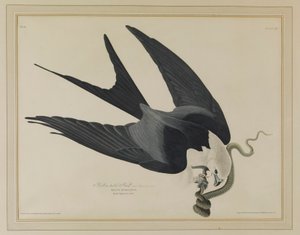  da John James Audubon