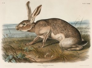 Lepre texana (Lepus Texianus) da John James Audubon
