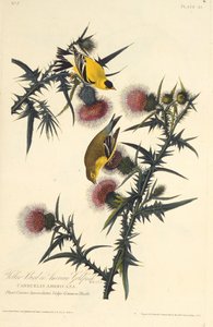 Il cardellino americano, da Gli uccelli d