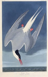 La sterna artica. Da Gli uccelli d