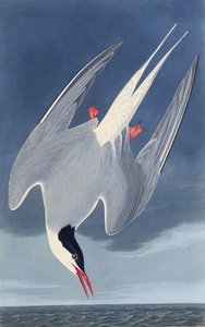 La sterna artica. Da Gli uccelli d