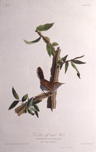 Lo scricciolo di Bewick. Da Gli uccelli d