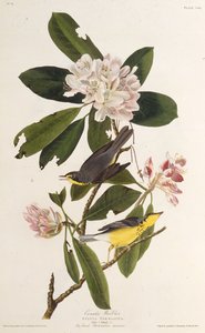 La parula del Canada. Da Gli uccelli d