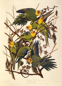 Il parrocchetto della Carolina, Da Gli Uccelli d