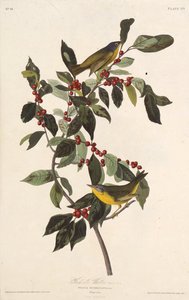 La parula di Nashville. Da Gli uccelli d