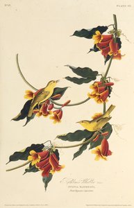 Il Warbler di Rathbone. Da Gli uccelli d