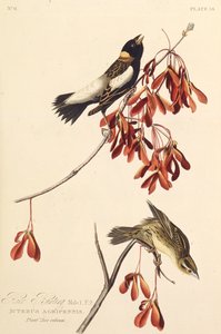 Il Passero del Riso. Da Gli Uccelli d